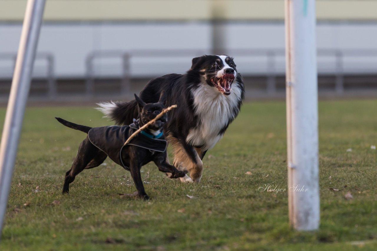 Bild 36 - Hundeshooting